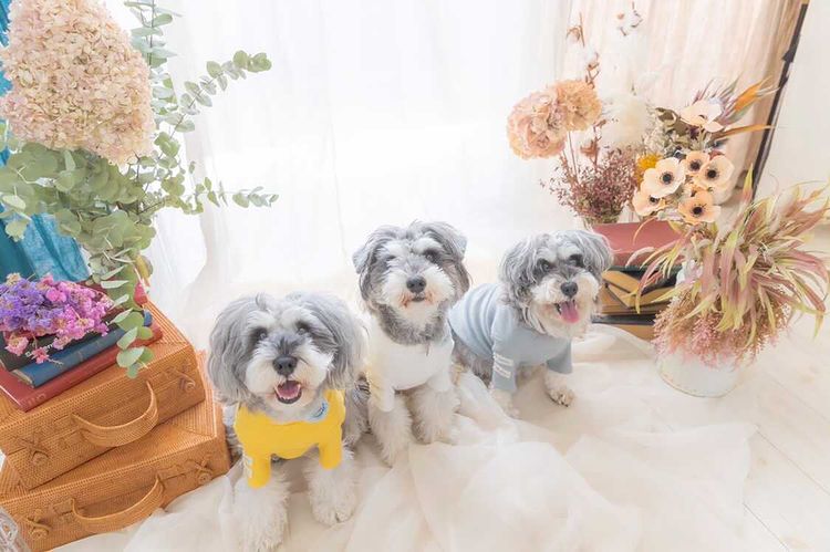 ワンちゃんと一緒に楽しめる ロハス Doggies エリアにミニドッグラン登場 ロハスフェスタ Lohas Festa